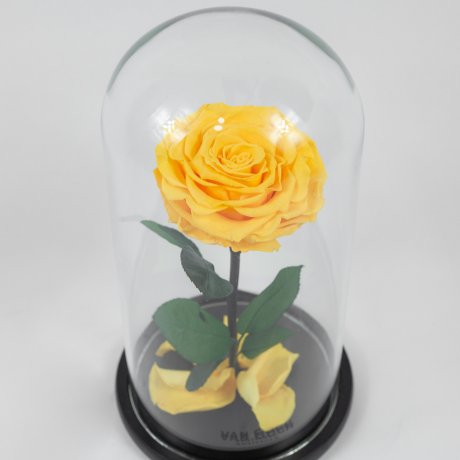 Желтая роза в колбе "Belle" Small